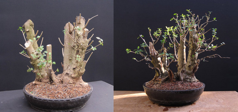 carving trunk taper bonsai